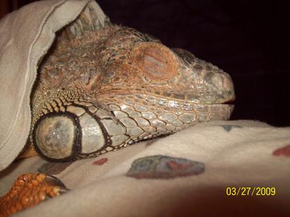 male iguana