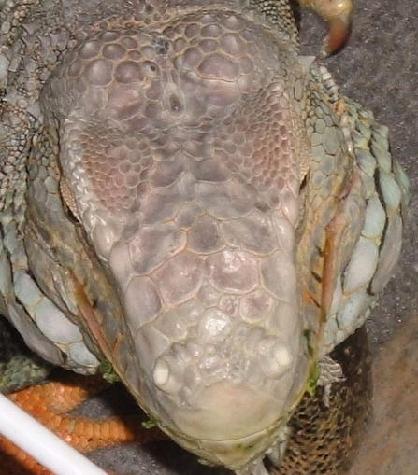 The parietal eye helps the iguana to spot overhead predators.