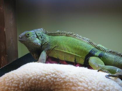 young male iguana