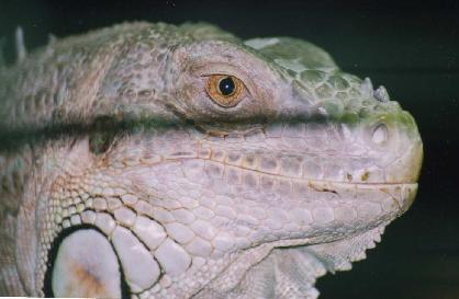 Female iguanas need a nest box to deposit their eggs in.