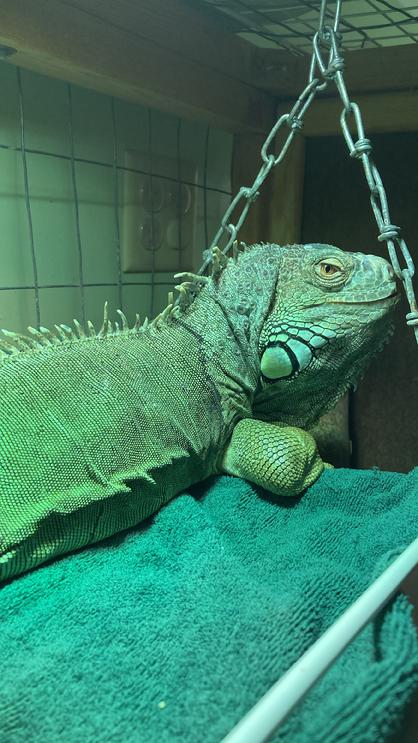 female iguana for adoption, special needs