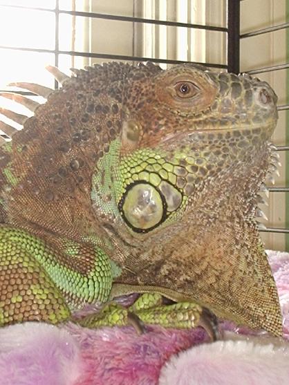 Female iguanas can lay up to 60 eggs every year!