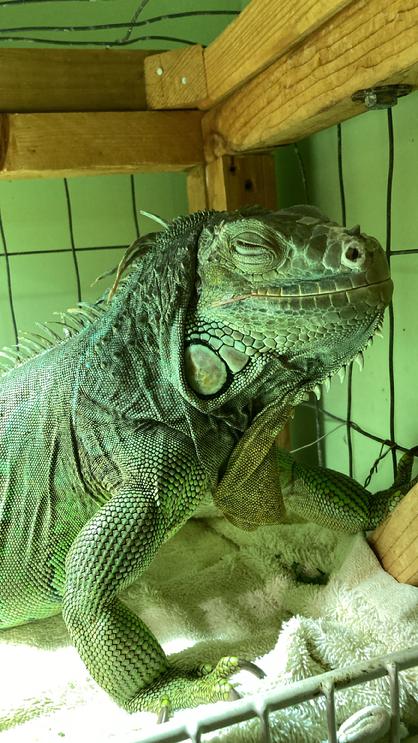 female iguana for adoption