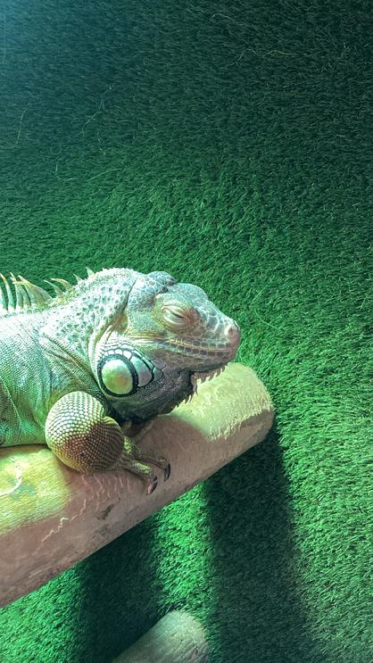 female iguana for adoption