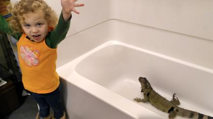 toddler helps to care for an iguana