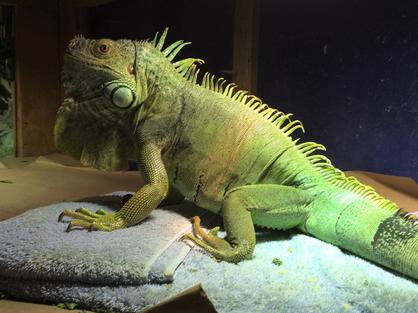 male iguana with prior MBD